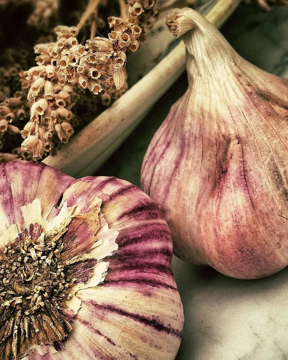 Foto von zwei Knoblauchknollen.